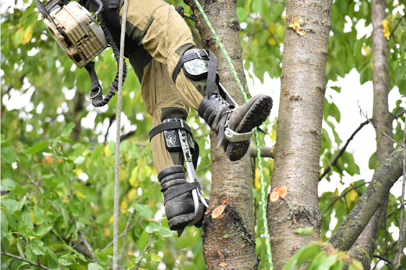 Tree-Lopping-services-Murrays-Tree-Services-Northern-Gold-Coast
