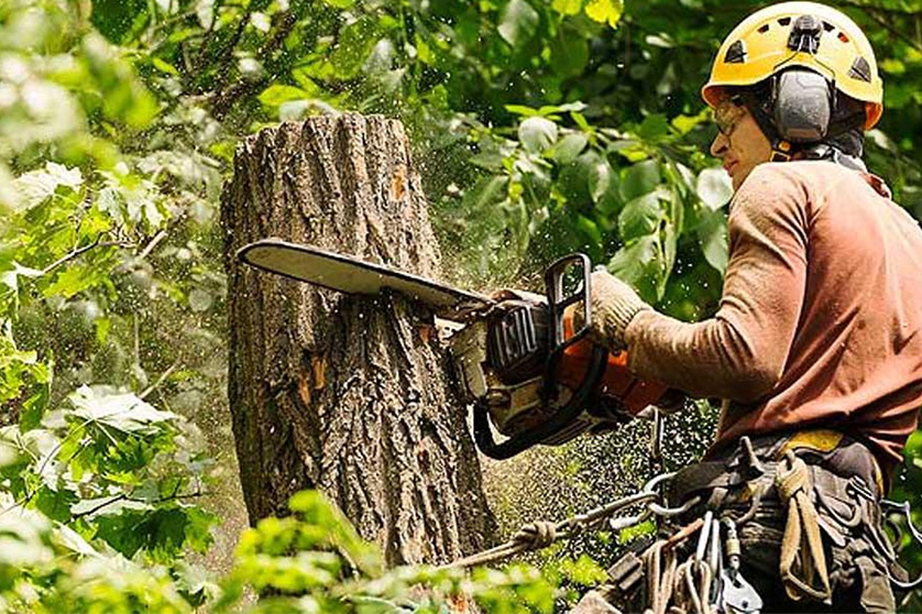 Tree-Lopping-services-Murrays-Tree-Services-Northern-Gold-Coast