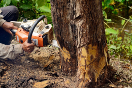Land-Clearing-Services-Murrays-Tree-Services-Northern-Gold-Coast